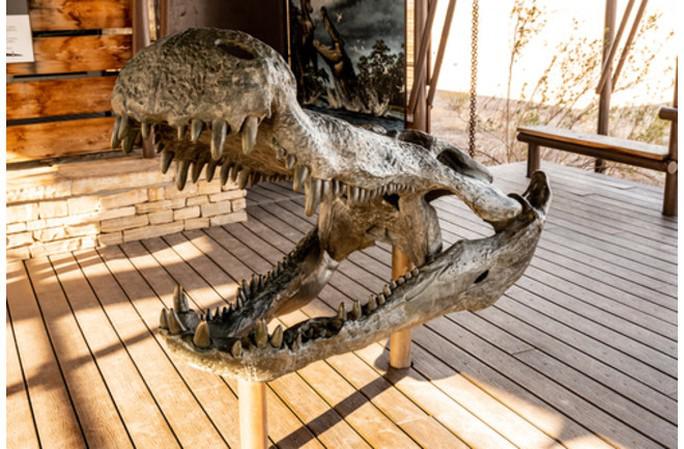 Deinosuchus có chiều dài gần 11 m và nặng 2,5-5,5 tấn. Ảnh: ShutterStock