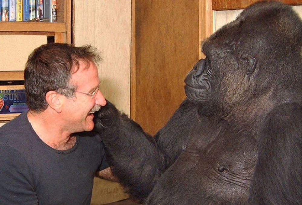 Con khỉ đột Koko được dạy sử dụng ngôn ngữ kí hiệu để giao tiếp với mọi người. Penny Patterson, một nhà tâm lý học động vật, tiết lộ rằng Koko đã nói về "thế giới bên kia". Khi được hỏi: "Loài động vật sẽ đi đâu sau khi chúng chết?". Koko trả lời: "Đến một cái hố thoải mái". Câu trả lời đã khiến nhiều người ngạc nhiên và dẫn tới nhiều cuộc tranh luận triết học.
