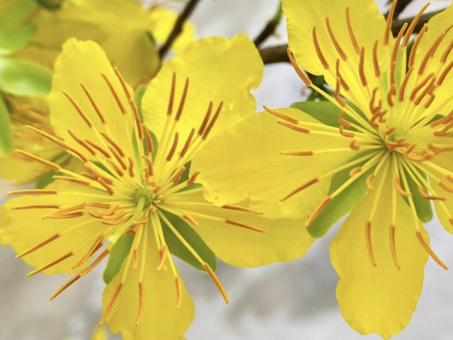 Du lịch - Du xuân Làng nghề Trường Sơn, ngắm rừng mai vàng nở rộ