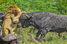 Media - Trâu rừng đánh "hội đồng", giẫm đạp sư tử đơn độc