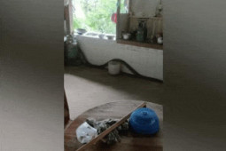 Media - Clip: Bất ngờ phát hiện rắn hổ mang chúa dài 4m trong nhà bếp