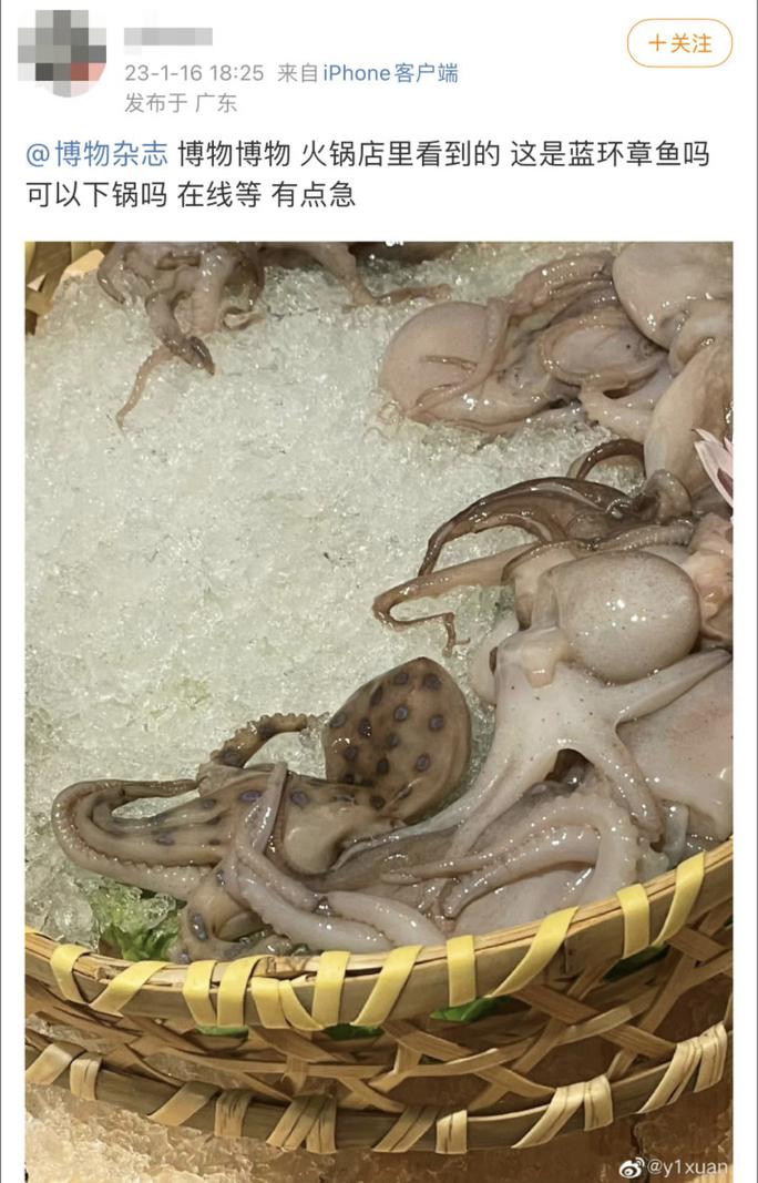 Một thực khách tại nhà hàng ở tỉnh Quảng Đông suýt ăn trúng con bạch tuộc đốm xanh cực độc nếu như không nhận được cảnh báo kịp thời. Ảnh: jfdaily