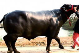 Kinh doanh - Nuôi chú trâu "khủng" 27 tỷ đồng, anh nông dân kiếm bộn tiền mỗi năm