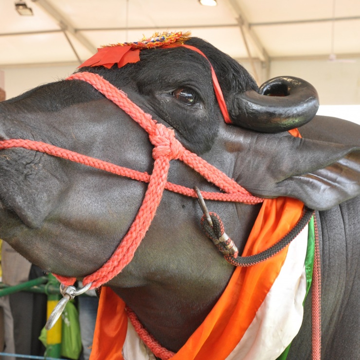 Chú trâu có tên là Yuvraj của một người đàn ông ở làng Sunarion, bang Haryana, miền bắc Ấn Độ.
