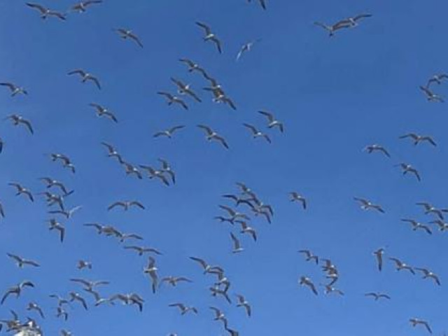 Du lịch - Thiên đường của chim trời giữa biển khơi