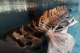 Tận thấy bộ xương cá voi khổng lồ được dân làng coi như báu vật