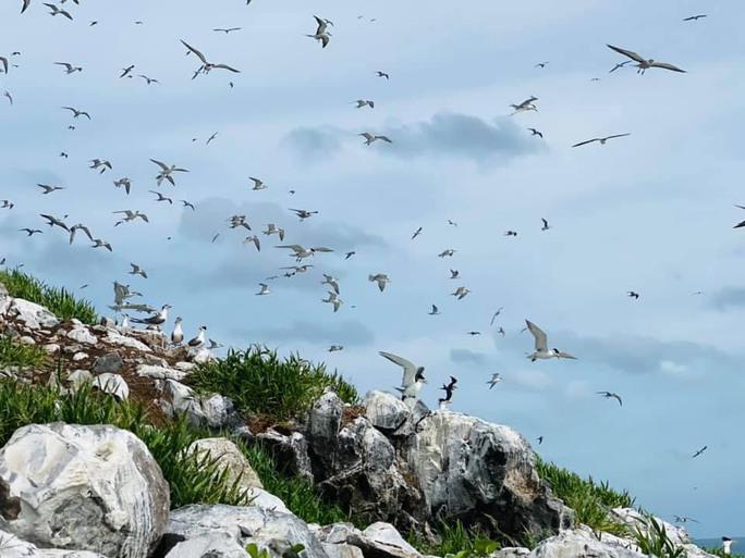 Sở hữu diện tích nhỏ chỉ với 2ha nhưng Hòn Trứng lại là thiên đường của muôn loài chim quý. Nơi đây còn được mệnh danh là sân chim lớn nhất Đông Nam Á vì là nơi quy tụ của hơn 80 loài chim khác nhau.