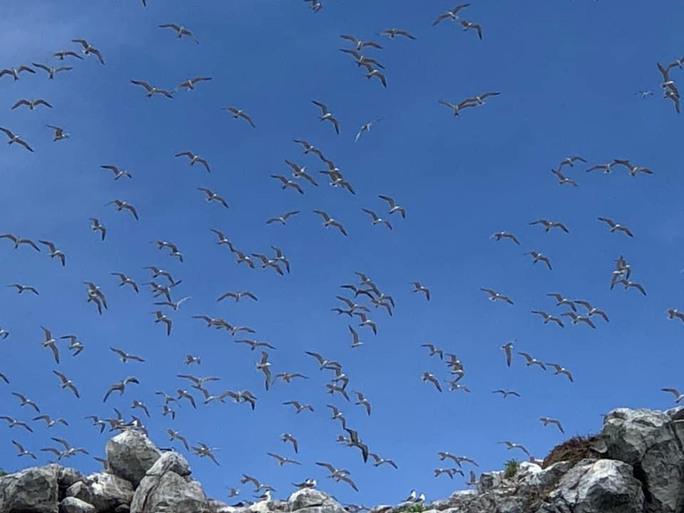 Trong đó, chim nhạn là loài chiếm đa số tại đây, chúng cùng nhau làm tổ, sinh sống và đẻ trứng tại đảo.