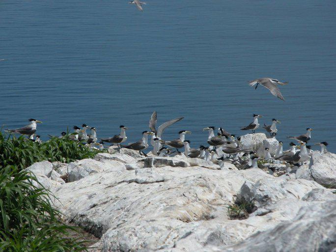 Nơi đây không hề có người mà chỉ có các loài chim sinh sống nên nét đẹp hoang sơ vẫn luôn được giữ nguyên dẫu đã trải qua biết bao thăng trầm. Thực vật trên Hòn Trứng hầu hết là dứa gai, nhàu và các loại dây leo. Vì vậy, Hòn Trứng thu hút du khách tham quan, khám phá khi tới Côn Đảo.