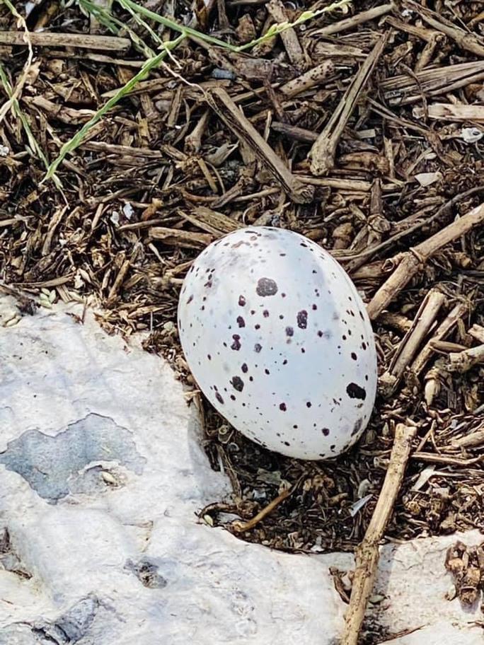 Lên đảo, nếu không cẩn thận sẽ đạp phải trứng chim, bởi mỗi năm hàng vạn con chim về đây đẻ trứng