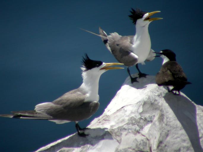 Đến mùa sinh sản, rất nhiều loài chim quý cùng về đây giao phối và đẻ trứng