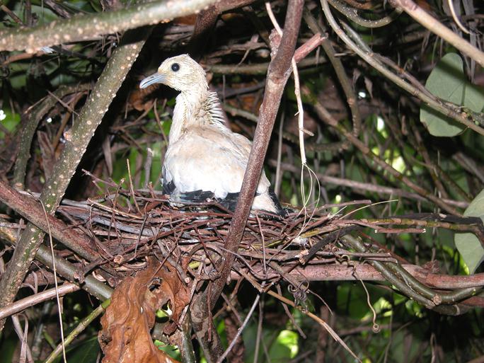 Bất kỳ chỗ nào trên Hòn Trứng cũng đều là tổ của chim cái đẻ trứng