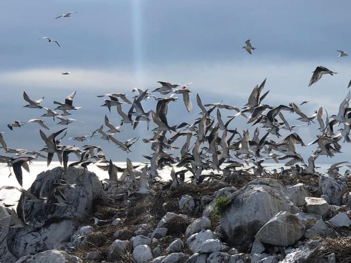 Hòn Trứng trở thành điểm đến thu hút du khách tham quan và ngắm chim mỗi khi có dịp ghé thăm Côn Đảo.