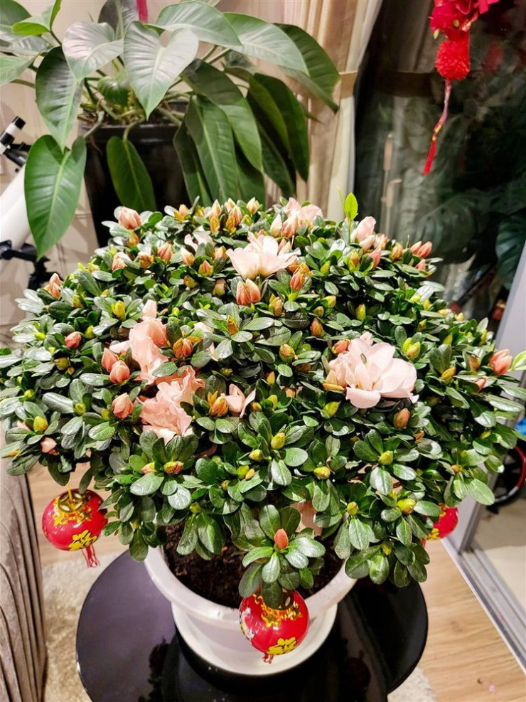 Vợ chồng nam diễn viên đặt những chậu hoa cho tổ ấm thêm rực rỡ.