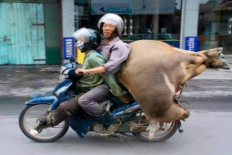 Tranh vui - Hoang mang khi bắt gặp muôn kiểu "người vận chuyển" bá đạo trên đường phố