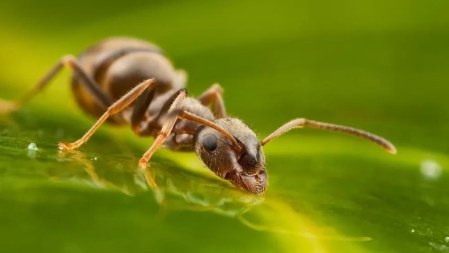 Một con kiến ​​đang uống nước đọng lại trên một chiếc lá