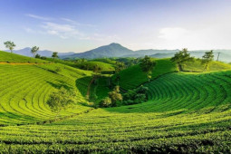 Đàn ông - 8 lý do đàn ông nên uống trà thường xuyên