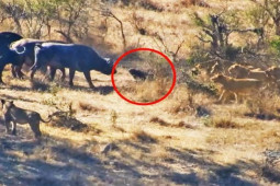 Media - Trâu rừng "kéo quân" truy sát sư tử, giải cứu đồng loại khỏi "tử thần"