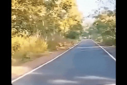 Xe máy - Xe đạp - Clip: Quay đầu bỏ chạy khi bị "chúa sơn lâm" chặn đường