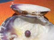 Phi thường - kỳ quặc - Cô gái bất ngờ cắn trúng viên ngọc trai hơn trăm triệu khi ăn nghêu