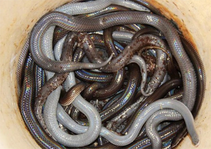 Phần lưng của rắn mống thường có màu nâu đỏ hay ánh đen, phần bụng có màu xám trắng.
