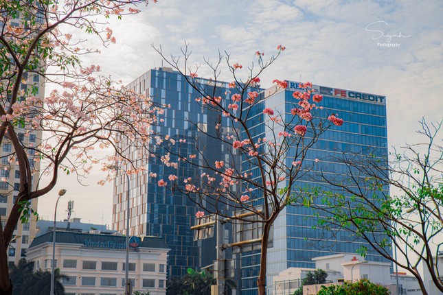 TP.HCM: Check-in tại những cung đường ngắm hoa kèn hồng đẹp như phim Hàn - 3