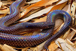 Thị trường - Tiêu dùng - Loài nhìn "sợ khiếp vía", tưởng nguy hiểm không ngờ là đặc sản dân nhậu cực mê