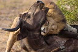 Media - Khoảnh khắc kinh hoàng "thợ săn" đoạt mạng con mồi không thương tiếc