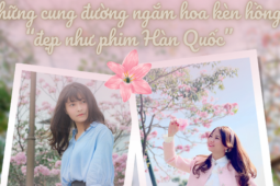 Du lịch - TP.HCM: Check-in tại những cung đường ngắm hoa kèn hồng đẹp như phim Hàn