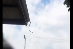 Phi thường - kỳ quặc - Video hiếm: Rắn treo mình trên mái nhà, tung cú nhảy như VĐV nhảy cầu