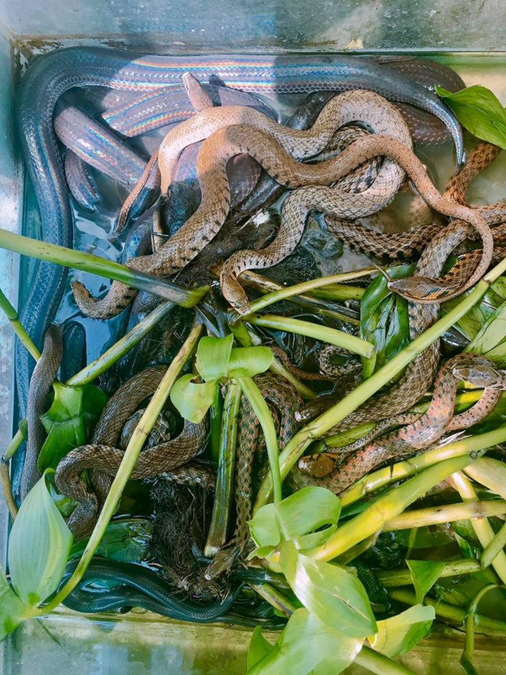 Sau khoảng 10 tháng phát triển thì rắn có thể đạt tới trọng lượng 1.2kg. Thức ăn của rắn mống là những con mồi cứng như chim, thằn lằn, ếch, nhái...
