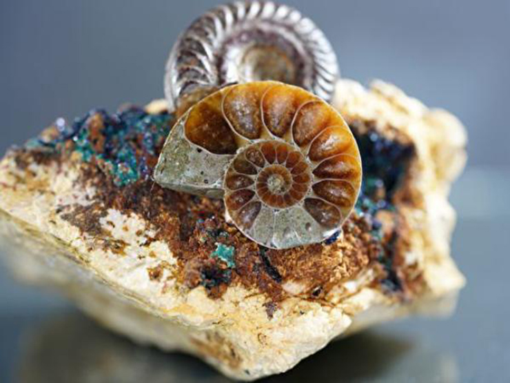 Ảnh của hóa thạch ammonite.