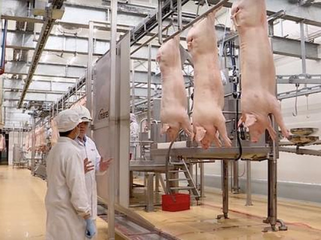 Thị trường - Tiêu dùng - Giá lợn giảm sâu đẩy nhiều đại gia chăn nuôi vào thua lỗ