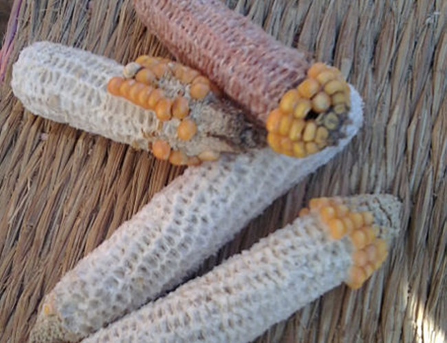 Lõi ngô cũng được dùng để nghiền ra làm than hoạt tính.