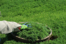 Thị trường - Tiêu dùng - Rau dại xưa không ai ngó giờ hóa "mỏ vàng", người dân trồng thu tiền tỉ