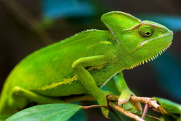 Bạn trẻ - Cuộc sống - Bao nhiêu người "phá đảo" được loạt câu đố này?