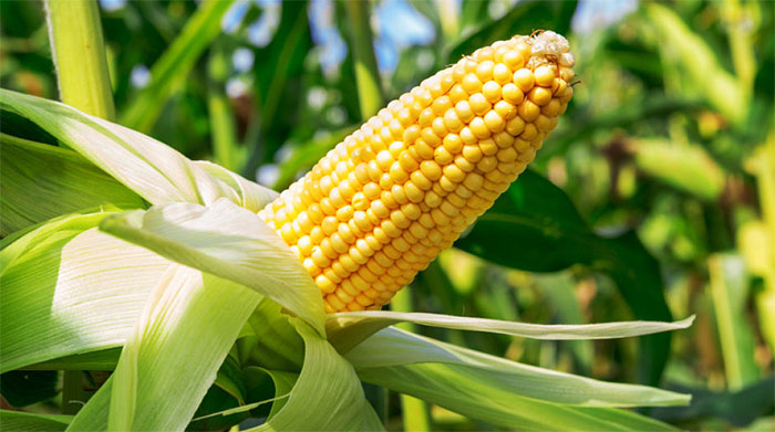 8 thực phẩm chứa carbohydrate phức tạp cực tốt giúp nam giới giảm cân - 2