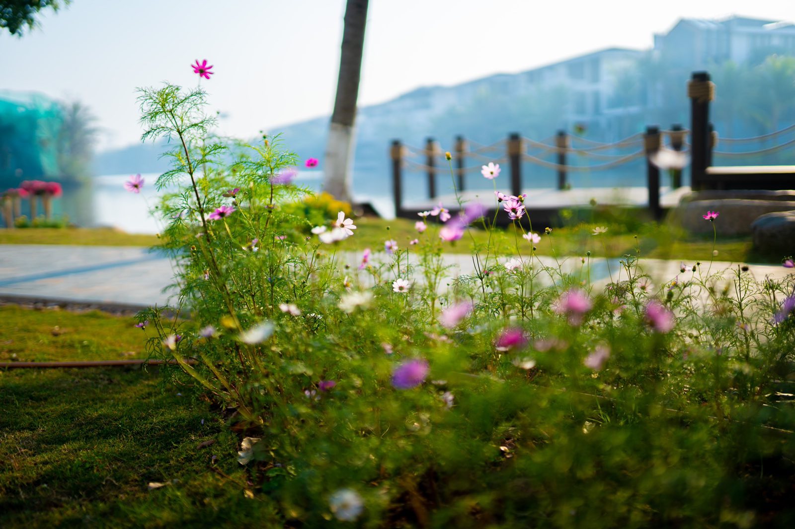 Ecopark đưa vào hoạt động cung đường dạo bộ đẹp nhất miền Bắc - 5