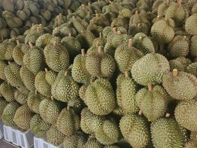 Thị trường - Tiêu dùng - Hơn 200.000 đồng/kg, giá sầu riêng vẫn tăng nóng từng ngày