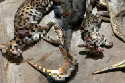 Tin tức trong ngày - Xác minh tài khoản khoe chiến tích săn bắt động vật hoang dã