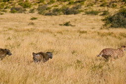 Media - Bị 2 con khỉ đầu chó hung hãn truy sát, 2 con báo phản ứng gây ngỡ ngàng