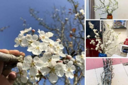 Thị trường - Tiêu dùng - Sau Tết, "củi khô" tiền triệu về xuôi vẫn hút vạn người chơi