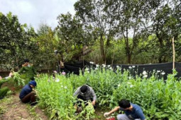Biến vườn nhà thành nơi canh tác hơn 2000 cây thuốc phiện