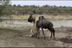 Phi thường - kỳ quặc - Video: Đang đi săn, sư tử có hành động khó hiểu, bất ngờ vuột mất con mồi