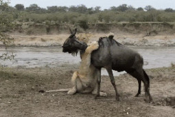 Media - Clip: Linh dương bất ngờ thoát chết trước hành động khó hiểu của sư tử