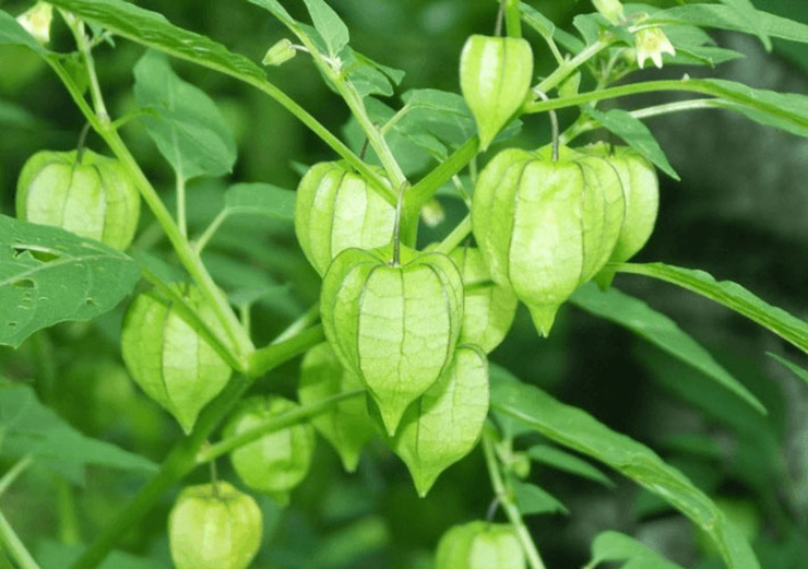 Thế nhưng hồi đó không ai hái tầm bóp để ăn, chỉ để cho lợn hoặc nhổ vứt đi
