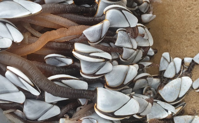 Hà ngỗng còn được gọi là “ngón tay của quỷ” vì có hình dáng như những ngón tay đen dài.