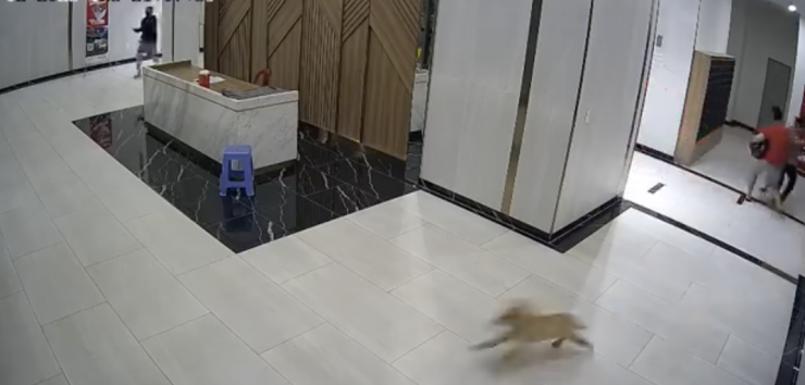 Camera ghi lại vụ việc