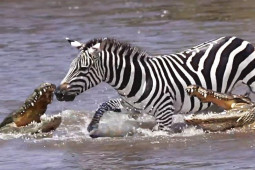 Media - Bị đàn cá sấu xâu xé, ngựa vằn cắn trả, "tung võ" phản đòn và cái kết ngỡ ngàng