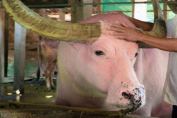 Thị trường - Tiêu dùng - Con trâu "khủng" ở Việt Nam, khách từng trả 1 tỷ chủ nhân quyết không bán